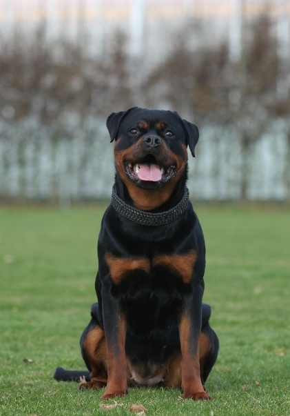 Enya As-Bon of The Lucky Wevert